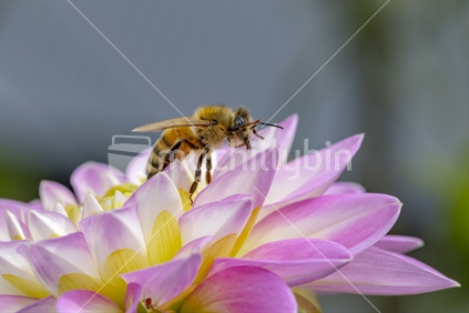 Honey Bee on a Dahlia       