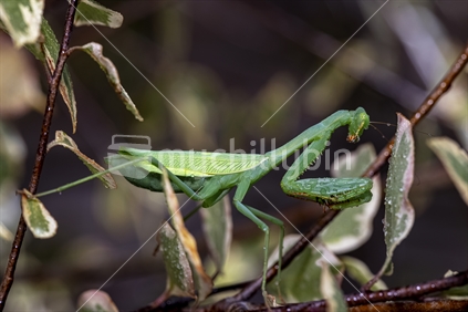Female Praying Mantis