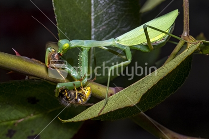 Praying mantis eating two wasps     