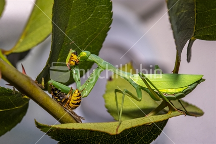Praying mantis eating two wasps     