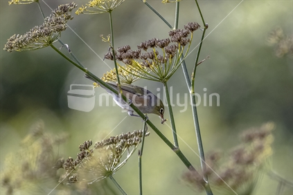 Waxeye on fennel with insect         