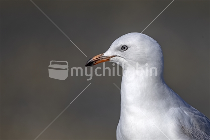 Juvenile Seagull 