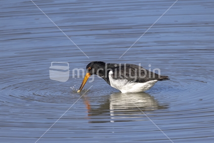 Pied Oystercatcher in the sea   