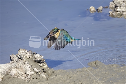 Kingfisher in flight with a crab