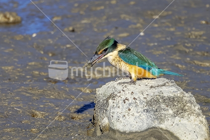 New Zealand native Kingfisher with crab    