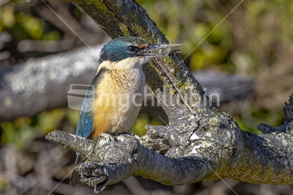 New Zealand native Kingfisher with crab