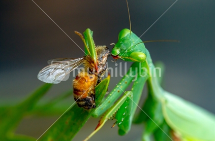 Praying Mantis feeding on honey bee  prey