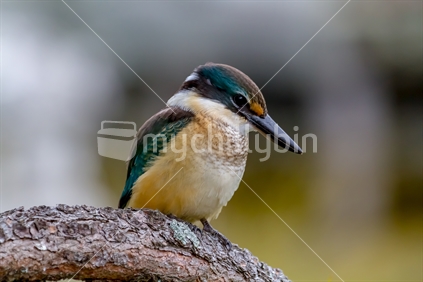 New Zealand native kingfisher