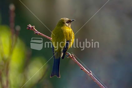 New Zealand native Bellbird / Korimako.