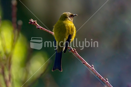 New Zealand native Bellbird / Korimako.