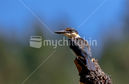 New Zealand native Kingfisher