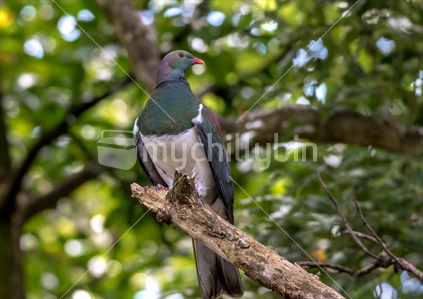 Native Pigeon, Kereru, Wood Pigeon,  