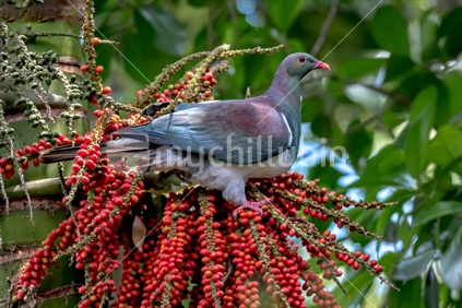 New Zealand native pigeon.