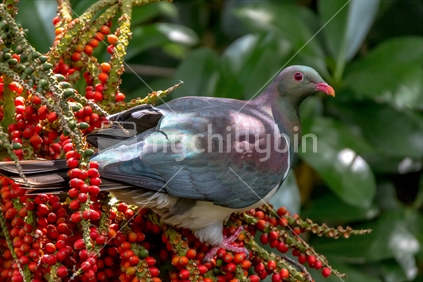 New Zealand native pigeon.
