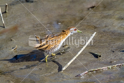 Secretive Marsh Crake Bird (raised ISO)