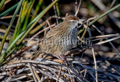 New Zealand native Fernbird / Matata
