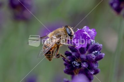 Drone fly on lavender flower 