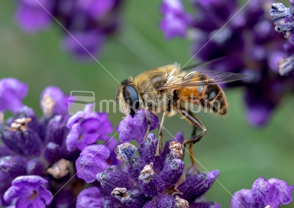 Drone fly on lavender flower 