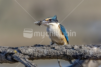 New Zealand native Kingfisher with crab