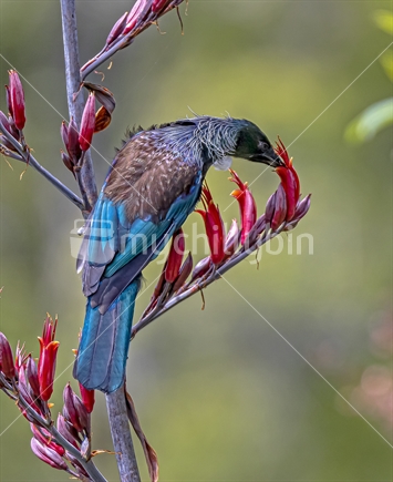 New Zealand native Tui feeding on flax flowers (focus birds back and feathers)