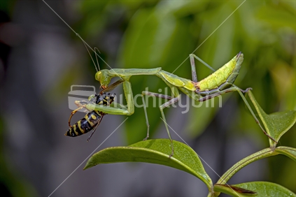 Praying Mantis feeding on it's prey  (a Wasp)