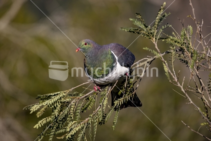 N.Z.  Pigeon /Kereru in bush.