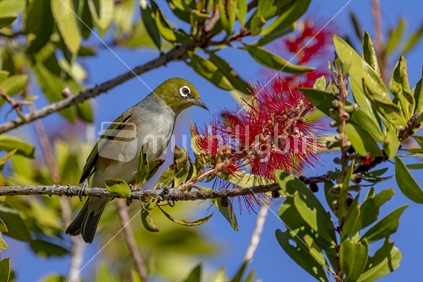 Silvereye bird in Rata tree.