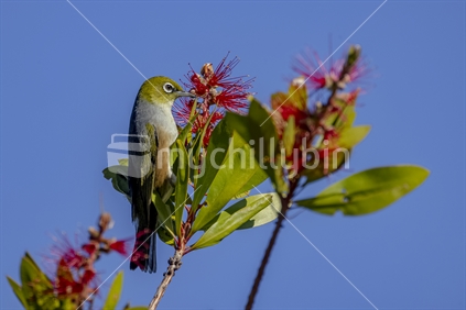 Silvereye bird in a Rata tree.
