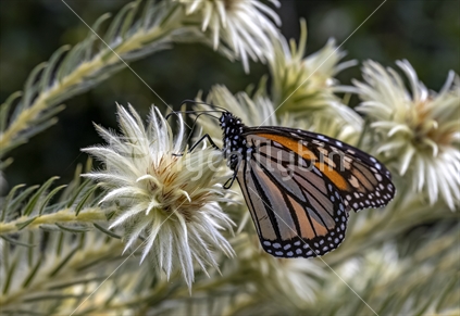 Monarch Butterfly on featherhead flower