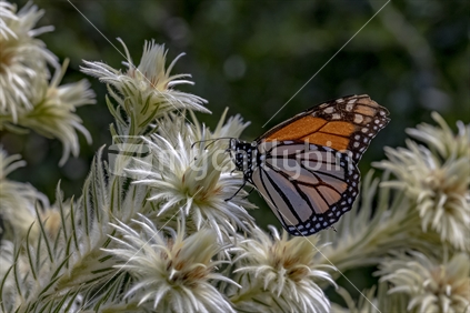 Monarch Butterfly on featherhead flower