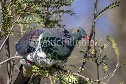New Zealand native Pigeon  Kereru  