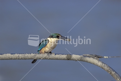 New Zealand native Kingfisher with a crab   Kotare