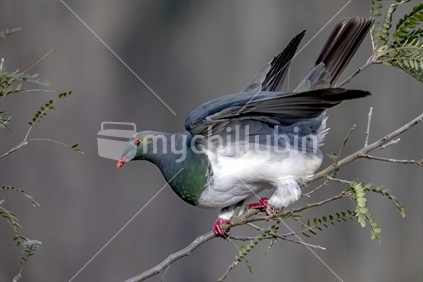 New Zealand native Pigeon  Kereru