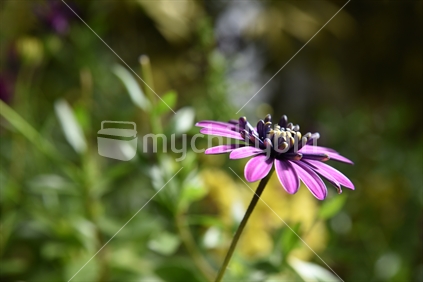 blooming purple flower in New Zealand