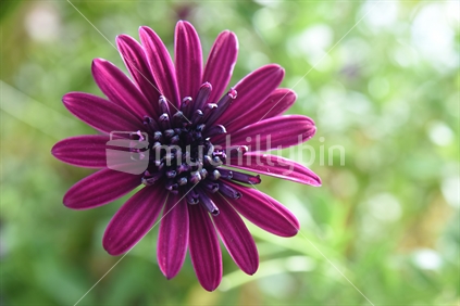 blooming purple flower in New Zealand