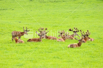 A group of deer relaxing on the lawn peacefully