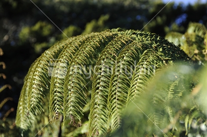 New Zealand Silver fern
