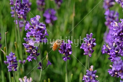 Bees love lavender in bloom