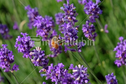 Bees love lavender in bloom