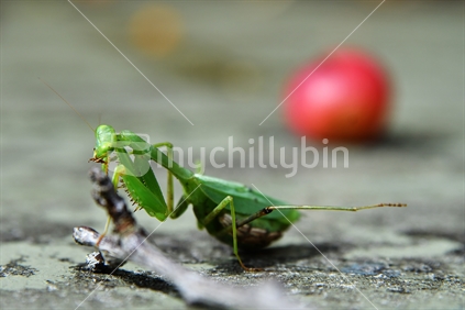 pregnant praying mantis in my garden