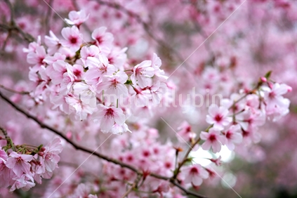 Pink Cherry blossom at Cornwall Park auckland