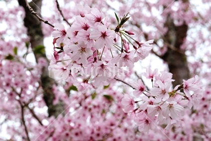 cherry blossom at cornwall park auckland