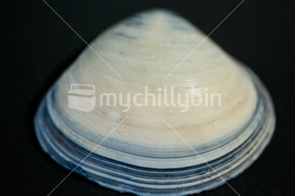 A sea shell studio shot.  The shell is a egg cockle.  Limited Depth of Field.
