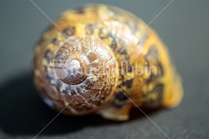 An empty snail shell - nicely limited depth of field.