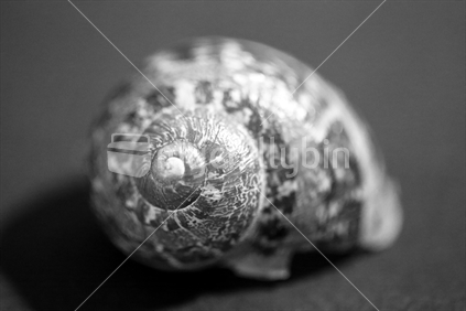 A black and white of an empty snail shell.