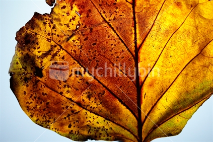An autumn leaf with a light behind it.