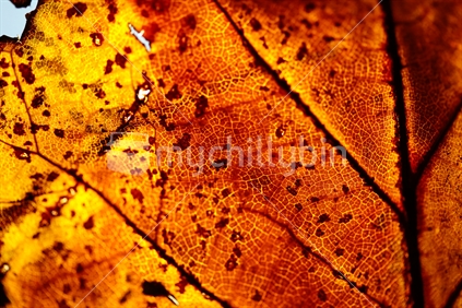 Part of An autumn leaf with a light behind it.