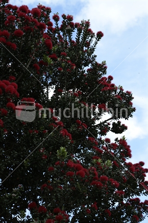 Part of a Pohutukawa tree in bloom with the sky in the background.