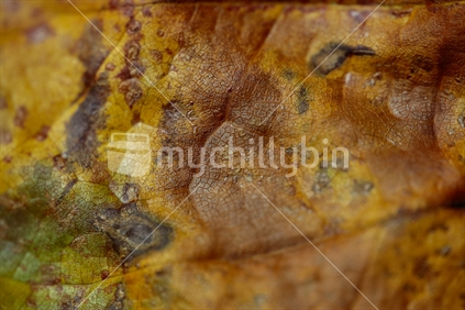 Part of an autumn leaf - limited depth of field