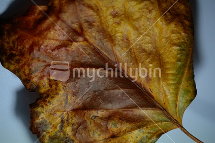 Part of an autumn leaf.